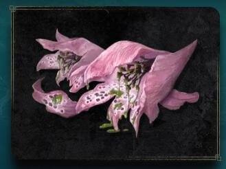 艾尔登法环毒花哪里捡,艾尔登法环毒花获取方法