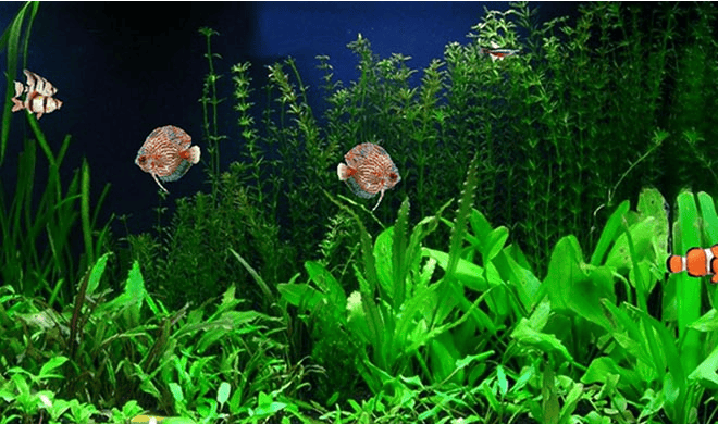 海底世界动态屏保