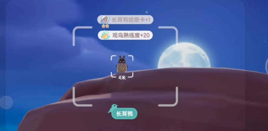 心动小镇观鸟位置攻略大全