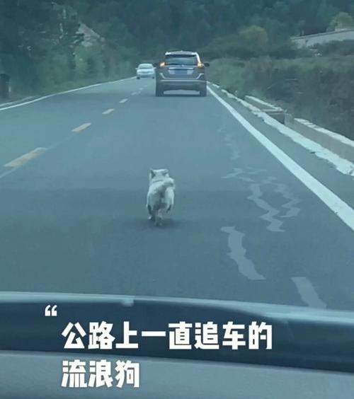 狗为什么会撞汽车(狗为什么不追汽车)